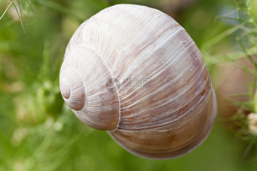 棕色蜗牛坐在树上大型密闭荒野生活环境绿色生物学食物动物花园蜗壳蠕变图片