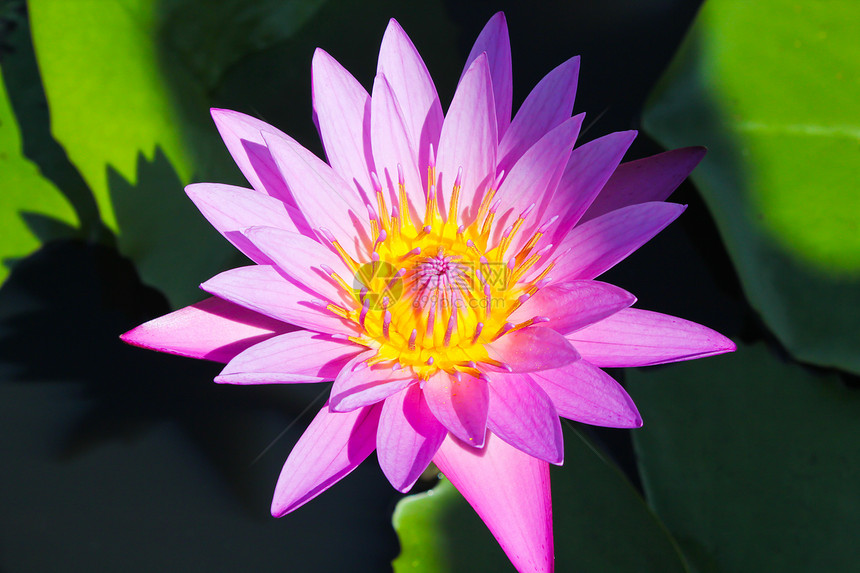 紫莲花墙纸绿色花园叶子植物学植物群美丽粉色植物池塘图片