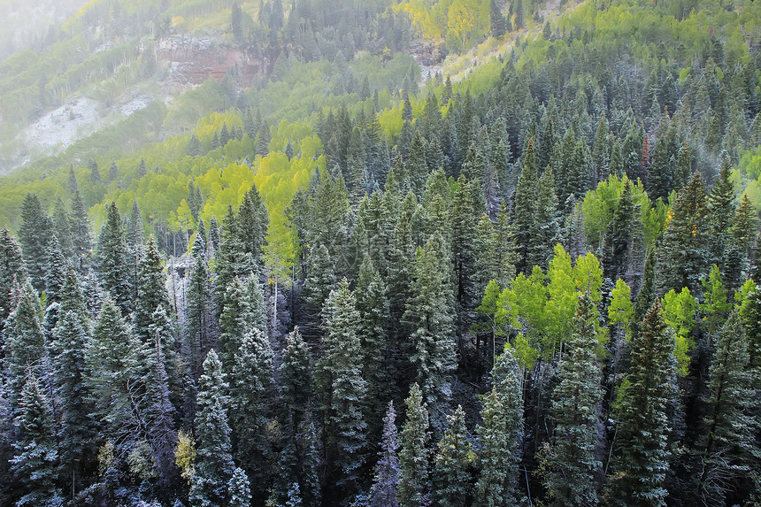 科罗拉多州斯内弗勒山带新雪的山脉松树风景国家暴风雪溪流橙子风暴叶子天空顶峰图片
