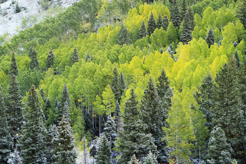 科罗拉多州斯内弗勒山带新雪的山脉鼻涕虫乌雷划分风暴森林天空风景松树橙子蓝色图片