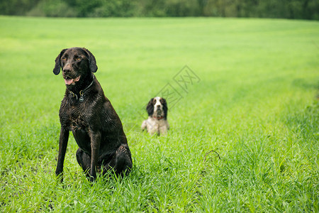 两只狗植物哺乳动物朋友小狗犬类快乐宠物乐趣草地地面高清图片