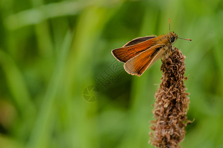 Venata 飞蛾昆虫动物群动物多样性昆虫学生物学绿藻生物植物荒野背景图片