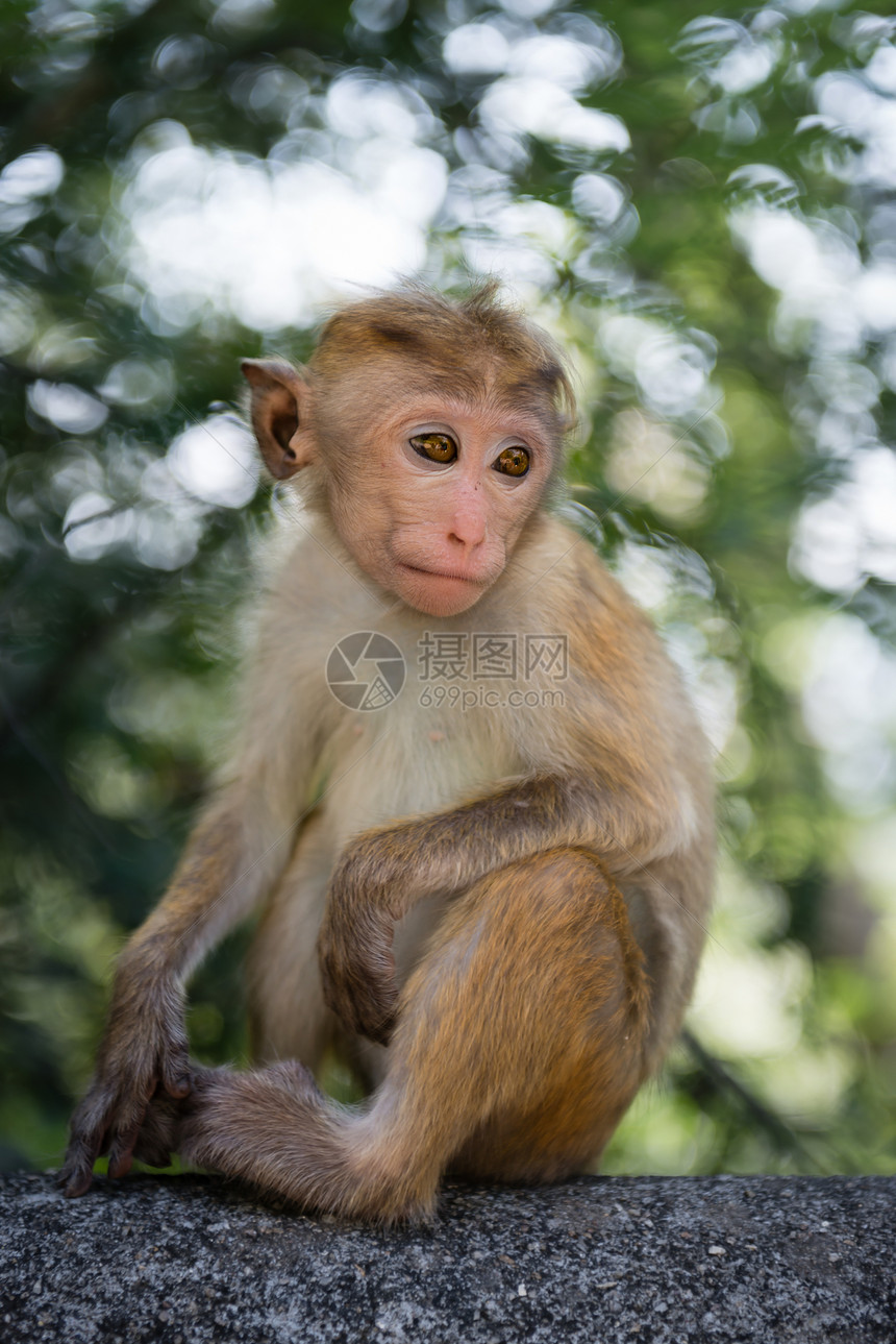 深思熟虑的年轻猴子图片
