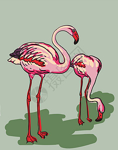 粉色酷炫火烈鸟涂漆的火烈鸟     矢量说明野生动物羽毛荒野红色异国艺术手绘情调翅膀动物园插画