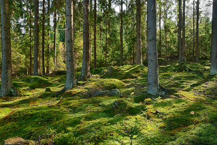 hdr环境贴图原始森林HDR环境树干林地苔藓晴天衰退生态阴影衰变风景背景