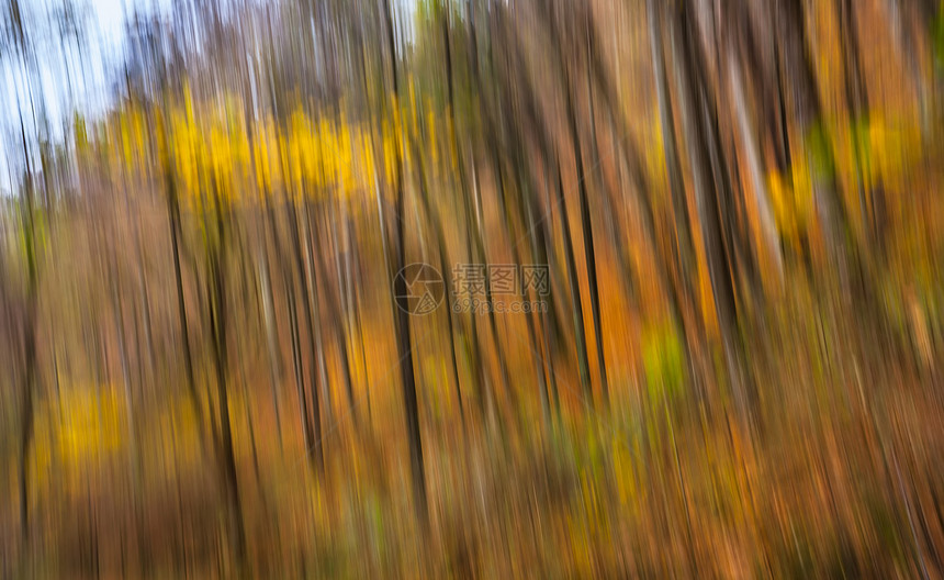 秋林中树木的抽象图象图片