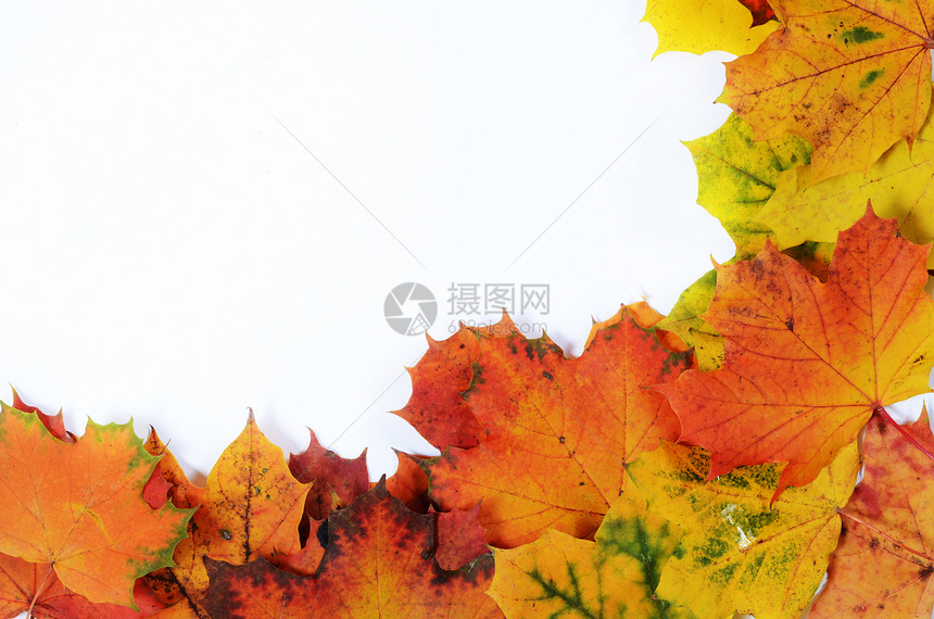 秋季树叶 为文字留出空白季节白色红色绿色橙子框架叶子黄色兄弟图片