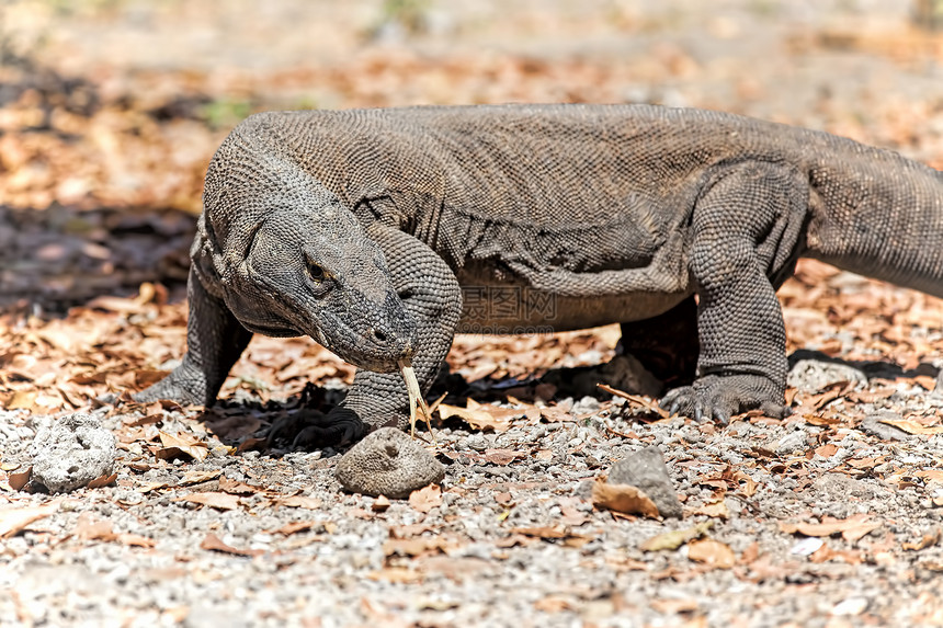 科莫多龙异国野生动物监视器荒野捕食者巨蜥蜥蜴日光情调动物图片