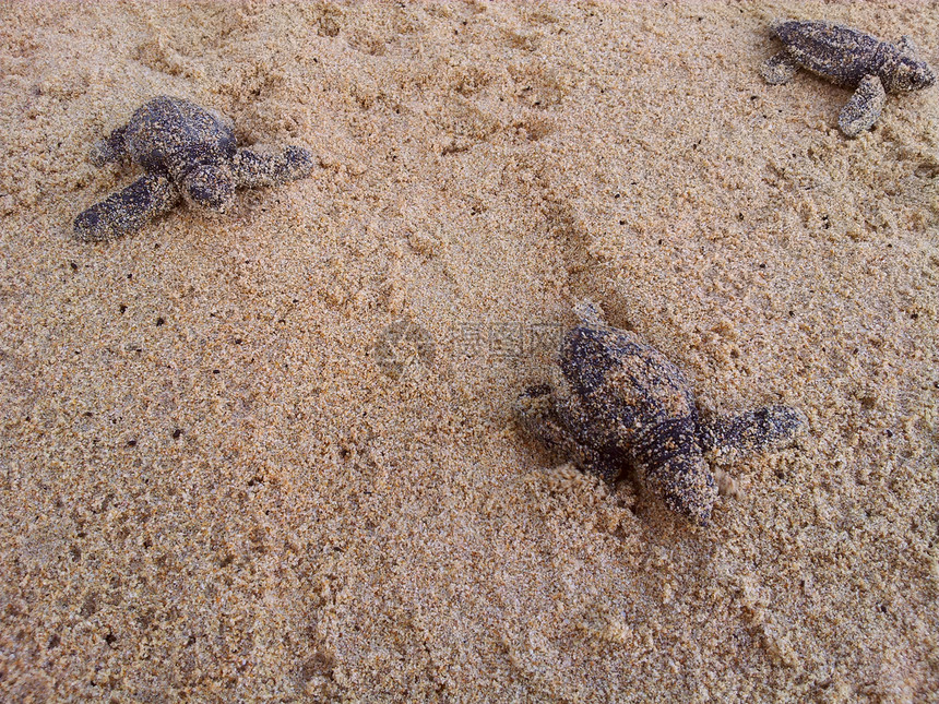 宝宝海龟让海向大海动物救援热带荒野气候濒危爬虫新生生日海浪图片