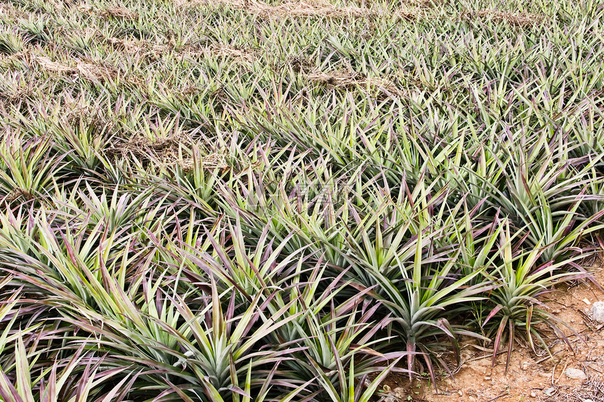 菠萝农场叶子植物收成国家热带饮食食物花园水果场地图片