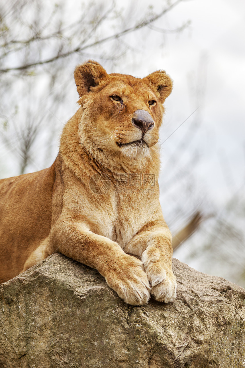 狮子狮座危险休息猎人男性食肉攻击野生动物鬃毛家庭国王图片
