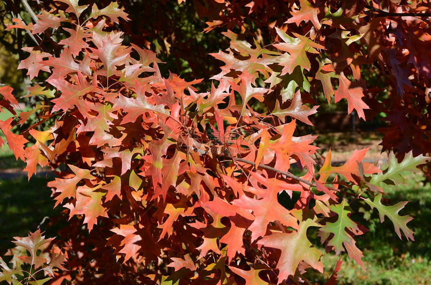秋天橙子叶子树叶橡木红色季节黄色图片