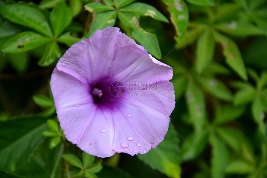 紫色混凝土角落草本植物缠绕草地花园荣耀生活荒野淡紫色喇叭图片