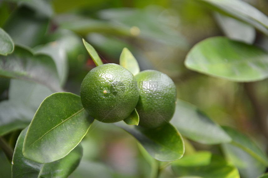 石灰果茶点农业收成热带植物柠檬场地美食生长橙子图片