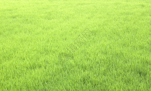 推开绿稻田农场田园草地面积风光文化日出场地农业圆锥花序背景图片