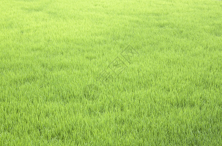 推开绿稻田草地叶子植物面积场地生长农场树叶文化绿色背景图片