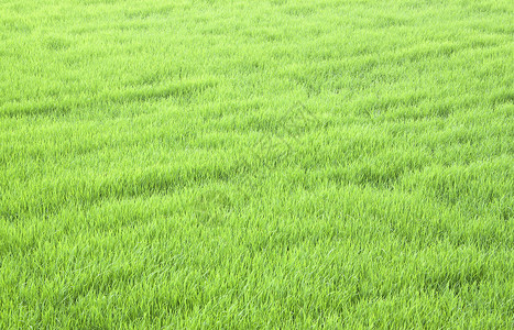 推开绿稻田圆锥花序场地文化草地谷类食物栽培农业农场日出背景图片