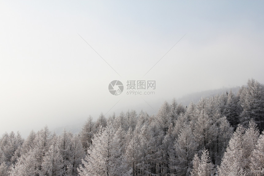 冬季山中美丽的林林假期高地公园天空阳光环境季节童话天气木头图片