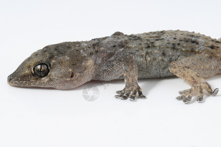 Gecko 蜥蜴动物动物群生物爬虫荒野房子宏观宠物工作室爬行动物棕色的高清图片素材