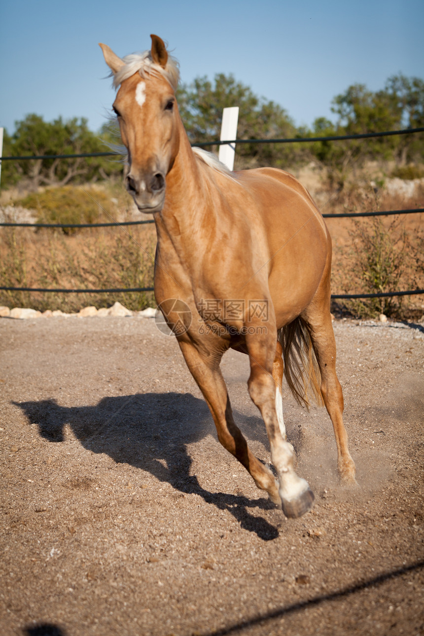在马牧场外的金色金发美金色cruzado马匹自由力量耳朵头发橙子速度动物蓝色太阳天空图片