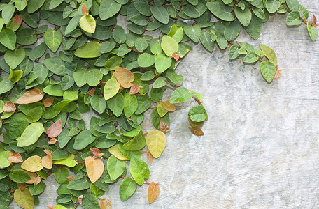 正在攀爬无花果公园叶子白墙自然创意植物花园背景登山者绿叶背景图片