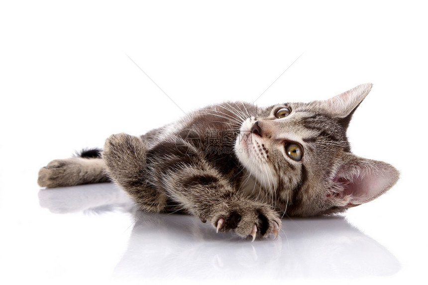 被剥光的猫儿躺在白色背景上哺乳动物爪子毛皮脊椎动物乐趣友谊猫科农场耳朵动物图片