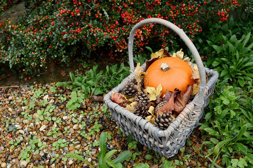 带南瓜 圆锥和叶子的秋季篮子图片