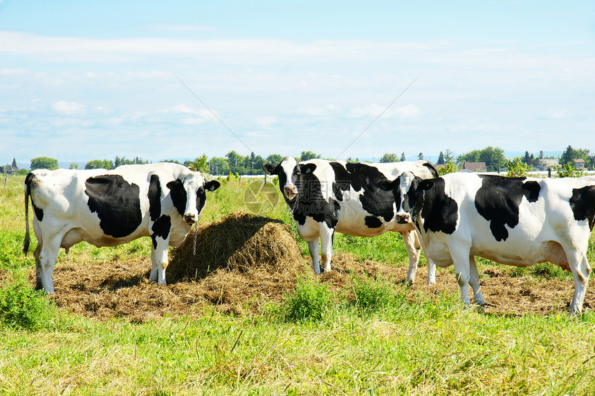 三头奶牛乐趣植物群动物群牛奶场地哺乳动物农场黄色动物天空图片