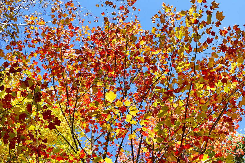秋色树叶子橙子桦木季节植物红色蓝色黄色墙纸树叶图片