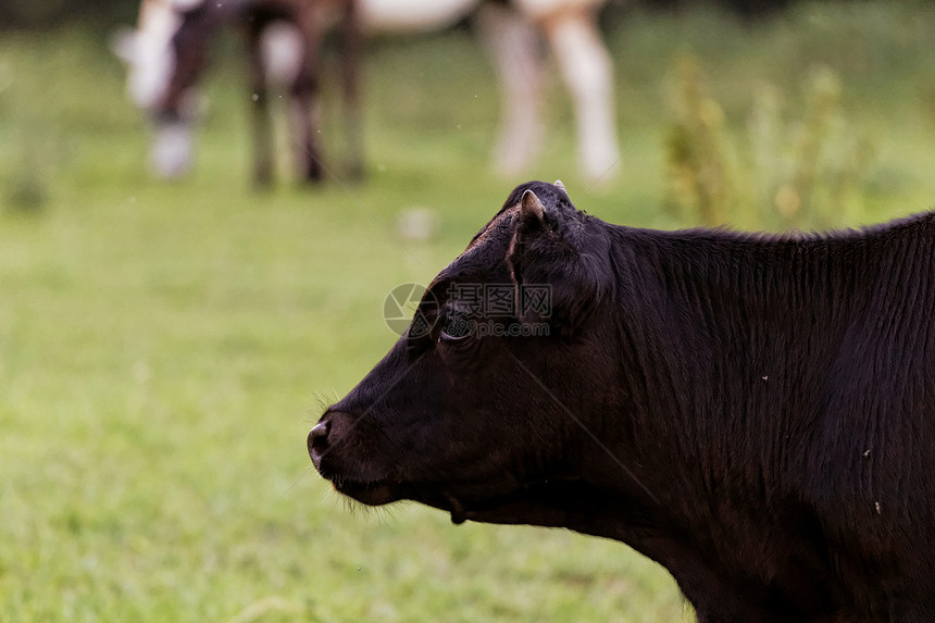 奶牛牧场动物牛奶食物喇叭农田牛肉农业场地农场图片