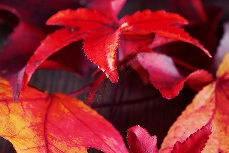 秋叶红色黄色森林木头树叶季节性植物公园季节叶子美丽的高清图片素材