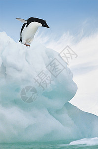 阿德利企鹅Adlie 企鹅从冰山跳跃背景