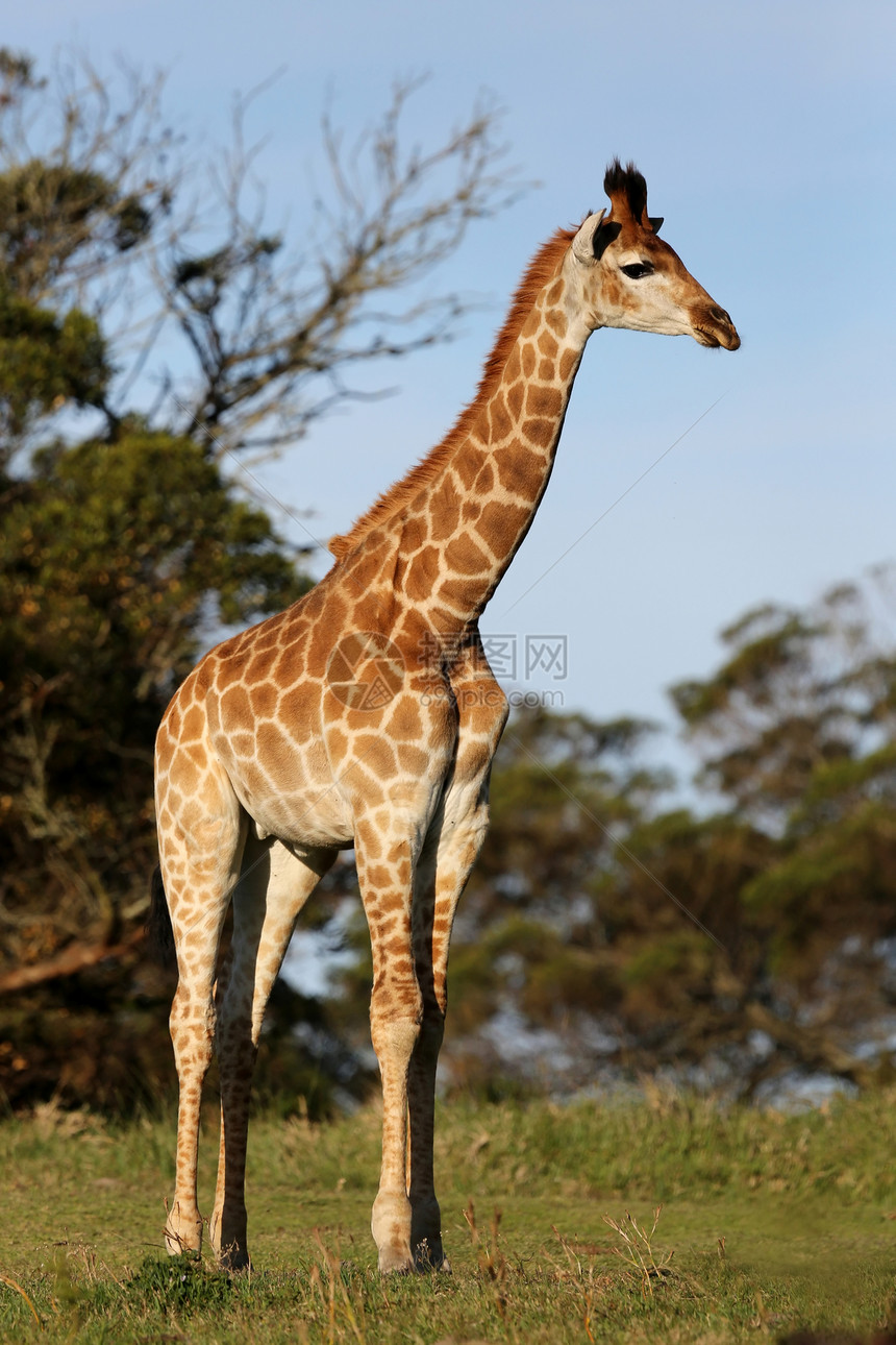 非洲拉法食草衬套哺乳动物天空斑点野生动物游戏大草原荒野棕色图片
