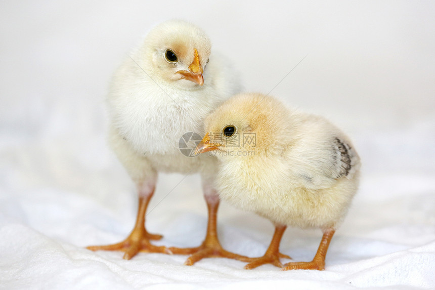 婴儿鸡朋友们家畜宠物羽毛新生白色小鸡动物母鸡生活图片