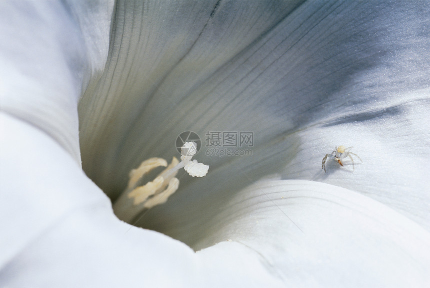 花朵上小蜘蛛的详情图片