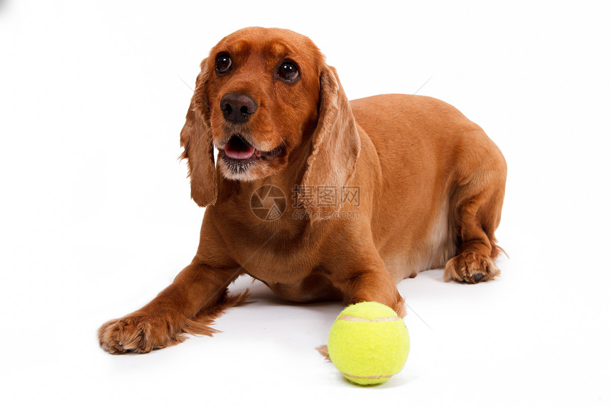 英语鸡尾酒 Spaniel 狗和球朋友健康状况羽毛宠物影棚皮肤黄色小狗哺乳动物棕色图片