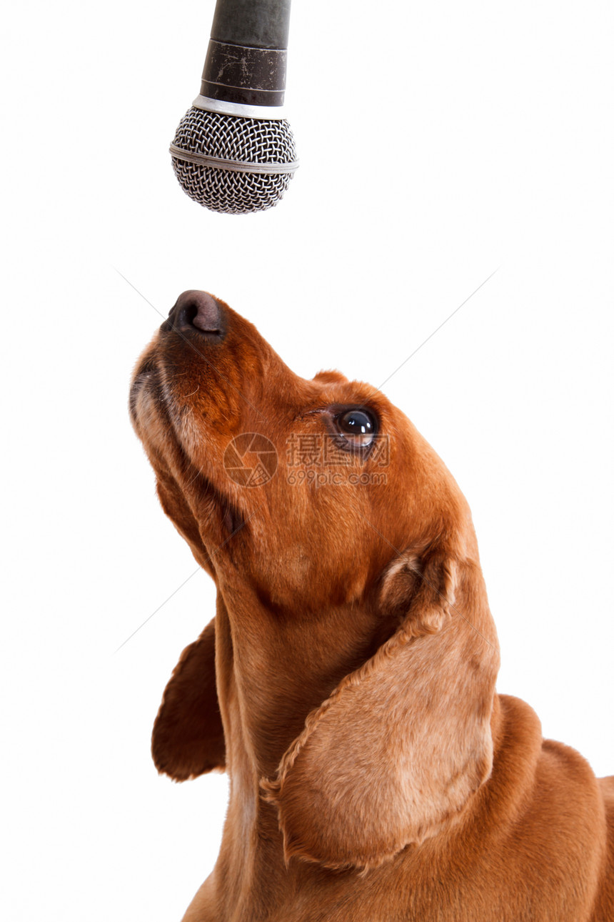 英语和麦克风白色影棚朋友猎犬哺乳动物毛皮概念性公告棕色小狗图片