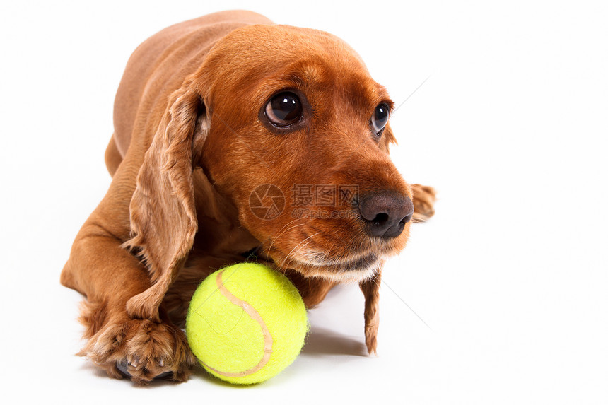 英国与球说谎羽毛小狗哺乳动物宠物猎犬犬类毛皮棕色白色影棚图片