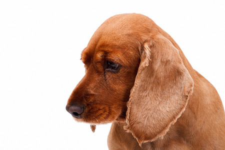 棕色狗英国鸡尾酒Spaniel Dog肖像背景