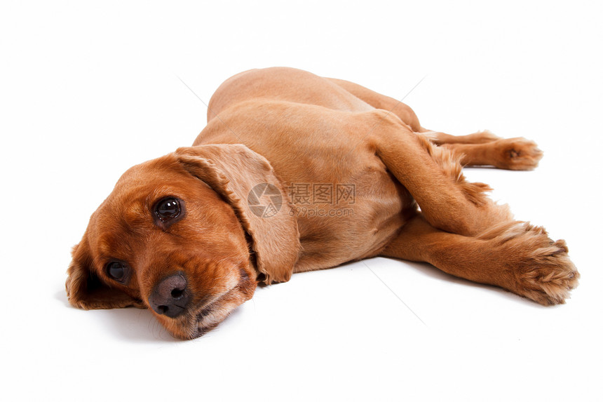 英国斯科式Spaniel Dog皮肤羽毛小狗概念性犬类毛皮朋友说谎白色宠物图片