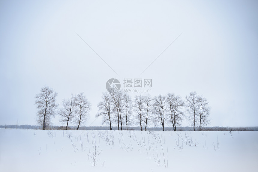 带独树的冬季风景图片