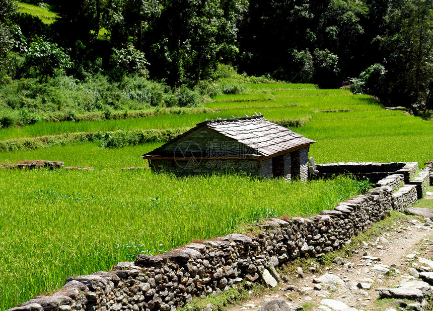 水稻田和村庄 喜马拉雅地貌生态热带高地农村山脉爬坡场地天空食物脚步图片