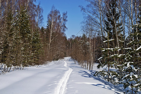 冬季森林的滑雪赛背景