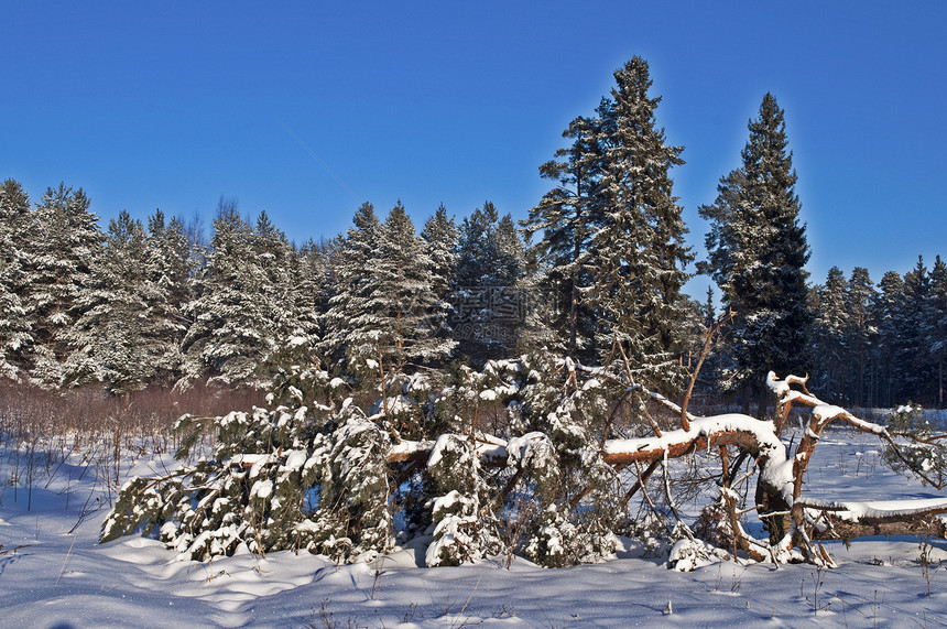 冬季森林中的松树风景针叶农村景观树干白色阳光木头蓝天季节图片