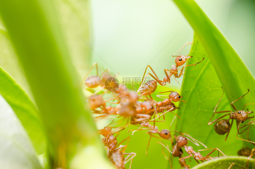 红蚁团队合作宏观漏洞绿色野生动物红色打猎昆虫图片