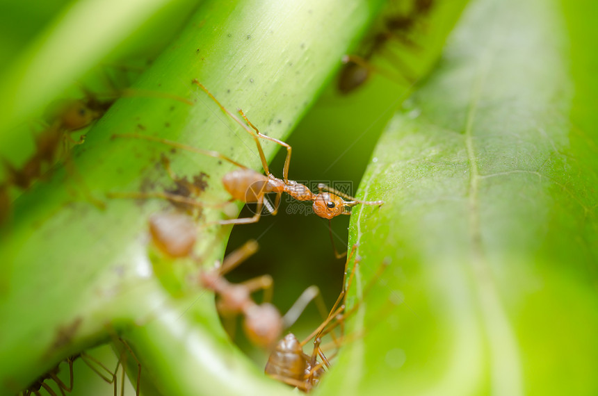 红蚁团队合作漏洞宏观绿色红色打猎野生动物昆虫图片