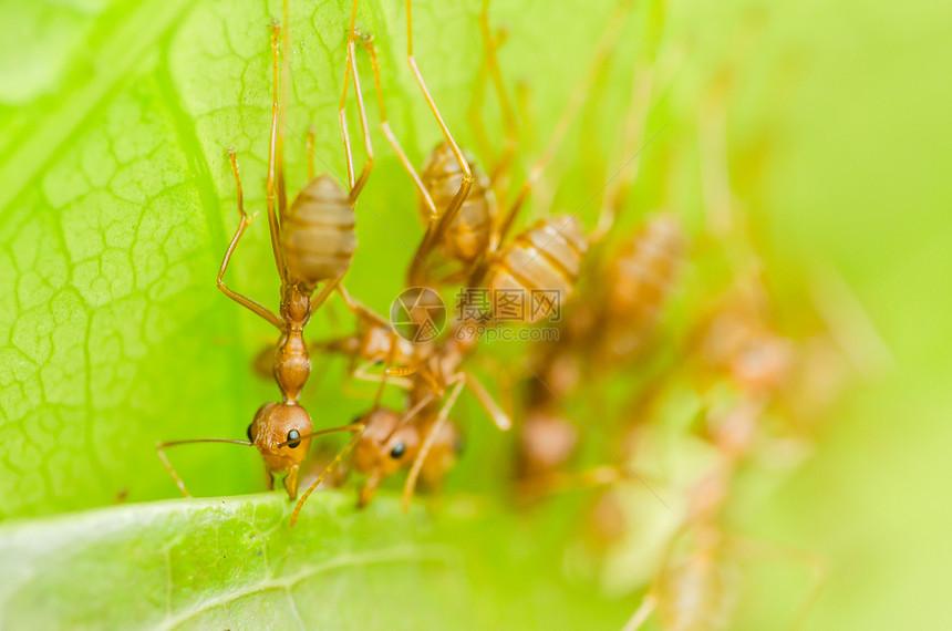 红蚁团队合作宏观漏洞野生动物绿色打猎红色昆虫图片