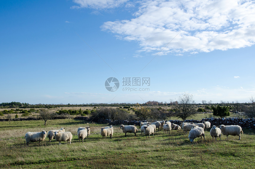 羊群草原羊毛国家农村农场农业动物草地牧场环境图片