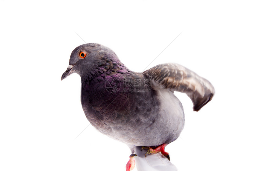 白底的鸽子动物羽毛城市化眼睛鸟类城市野生动物蓝色大鸟灰色图片