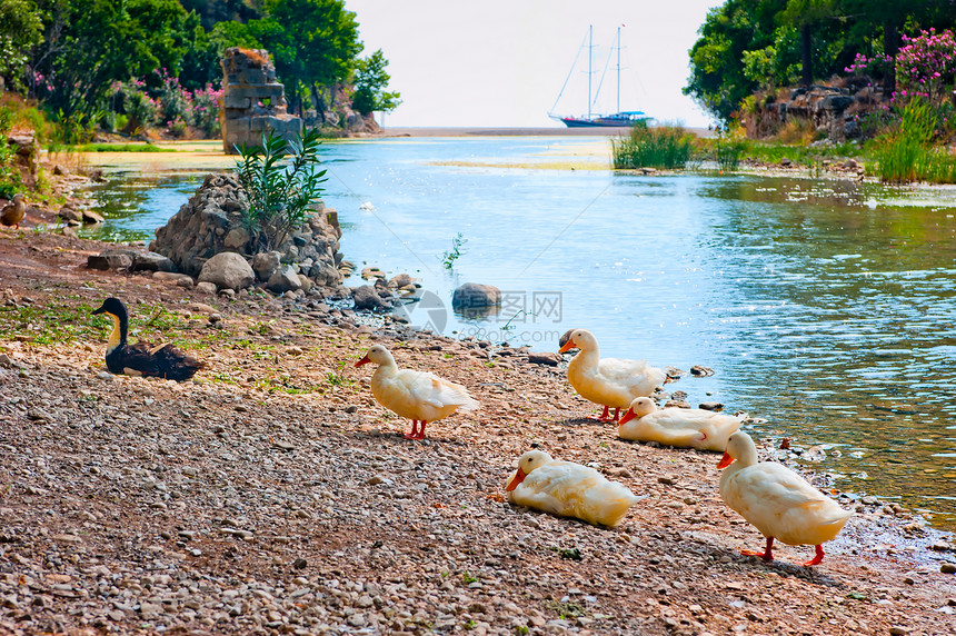 远古奥林波斯河岸上的鹅图片